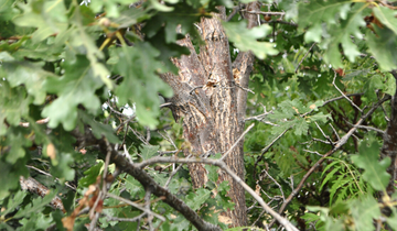 Close up of Gambel Oak bark