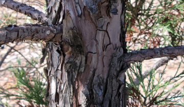 Close up of Giant Sequoia bark