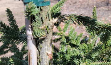 Close up of Green Knight Oriental Spruce bark