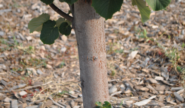 Close up of Green Mountain Linden bark