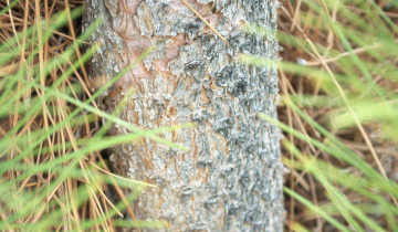 Close up of Green Tower pine tree bark