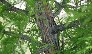 Close up of Green Whisper Bald Cypress bark