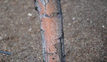 Close up of Harvest Gold Crabapple bark
