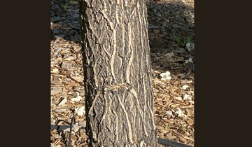 Close up of Heartland Catalpa bark