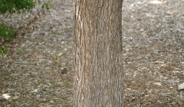 Close up of Hedge Maple bark