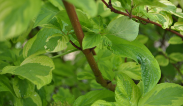 Close up of Hedgerows Gold Redoiser Dogwood bark