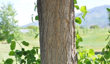 Close up of Henry's Maple bark