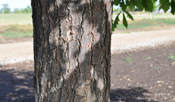 Close up of Heritage Oak bark