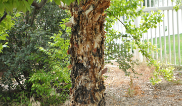 Heritage River Birch bark