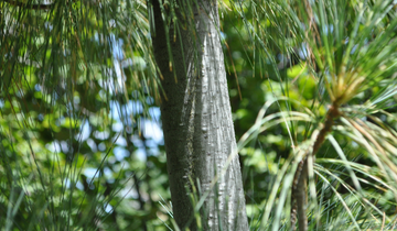 Close up of Himalayan Pine bark