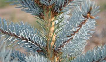 Close up of Hoopsi Blue Spruce Bark