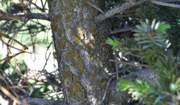 Close up of Howell's Dwarf Tigertail Spruce bark