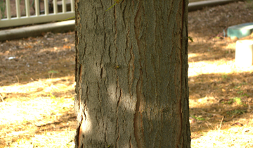 Imperial Honeylocust bark