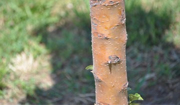Close up of Ivory Spear Crabapple bark