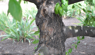 Close up of Japanese Flowering Crabapple bark