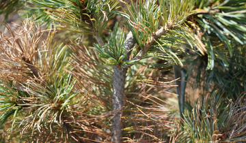 Close up of bark on Japanese Stone Pine