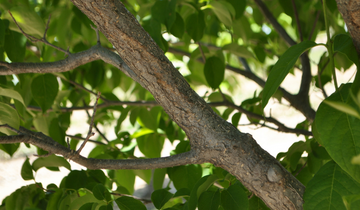 Close up of Ivory Silk Japanese Tree Lilac bark