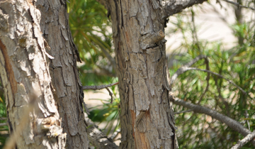 Close up of Japanese Umbrella Pine bark