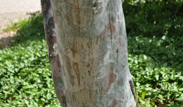Close up of Lacebark Pine bark