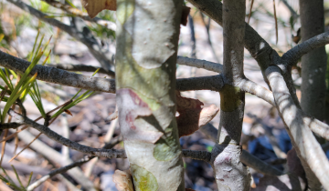 Close up of Lacebark Pine bark