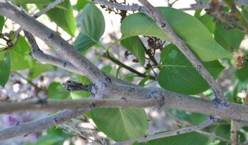 Close up of Ludwig Spaeth Lilac bark