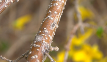 Lynwood Gold Forsythia bark