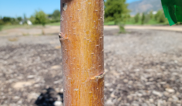 Close up of Marilee Crabapple bark