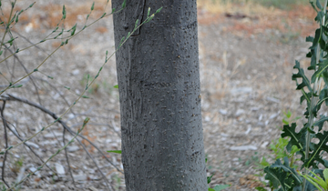 Close up of Merlot Common Birdcherry tree bark