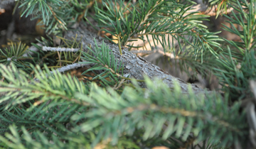 Close up of Mesa Verde Colorado Spruce bark