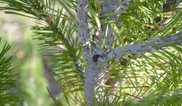 Mint Truffle Bosnian Pine bark