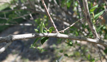 Close up of Mock Orange bark