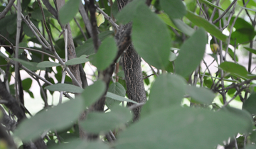 Mohican Viburnum bark
