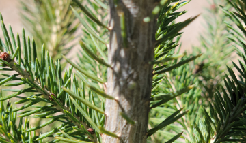 Montrose Charm Spruce bark