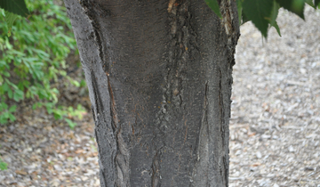 Close up of Musashino Columnar Zelkova bark