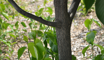 Nannyberry Viburnum bark