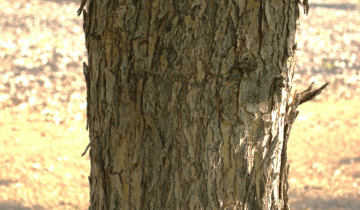 Northern Catalpa bark