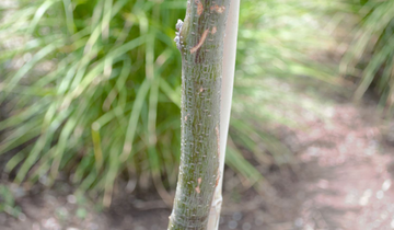 Close up of bark on Honeylocust
