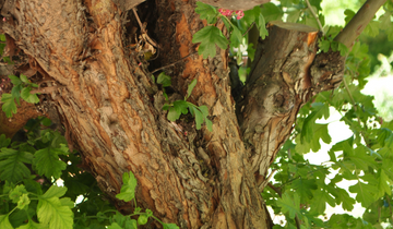 Close up of Paul's Scarlet Hawthorn bark