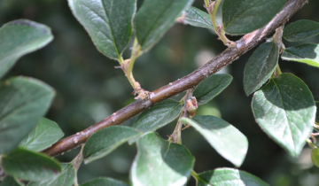 Pekng Cotoneaster bark