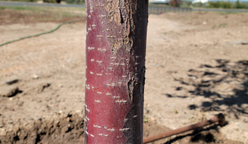 Perfect Purple crabapple bark