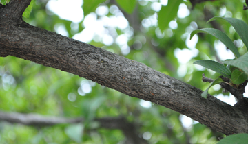 Pink Dawn Viburnum bark