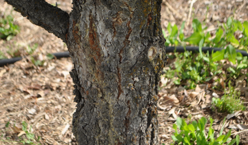 Close up of Pinyon Pine tree bark