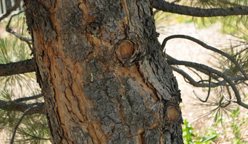 Close up of Ponderosa Pine bark