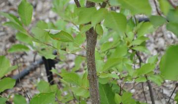 Possumhaw Viburnum bark