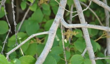 Close up of Prague Viburnum bark