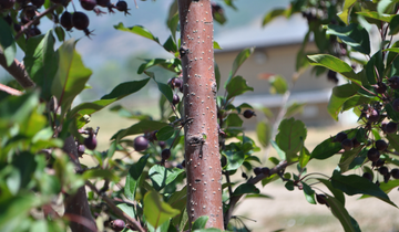 Close up of bark on Purple Prince Crabapple