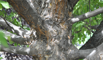 Close up of Radiant Crabapple bark