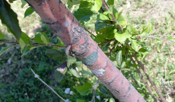 Close up of Raspberry Spear Crabapple bark