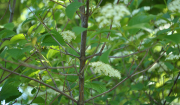 Red Feather Arrowood Viburnum bark