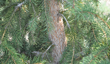 Close up of Red Tipped Norway Spruce Bark